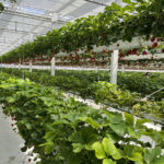 greenhouse hydroponic strawberry seeds
