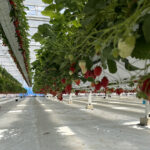 greenhouse hydroponic strawberry seeds