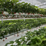 greenhouse hydroponic strawberry seeds